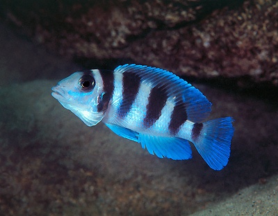 Neolamprologus tretocephalus 'Cape Tembwe'